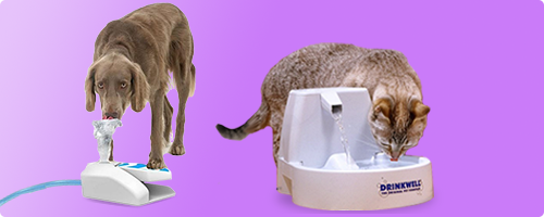 Trinkbrunnen für Hund & Katze